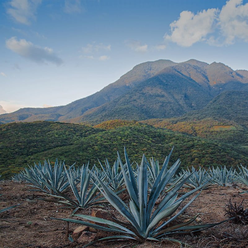 Paisaje de montañas y agaves
